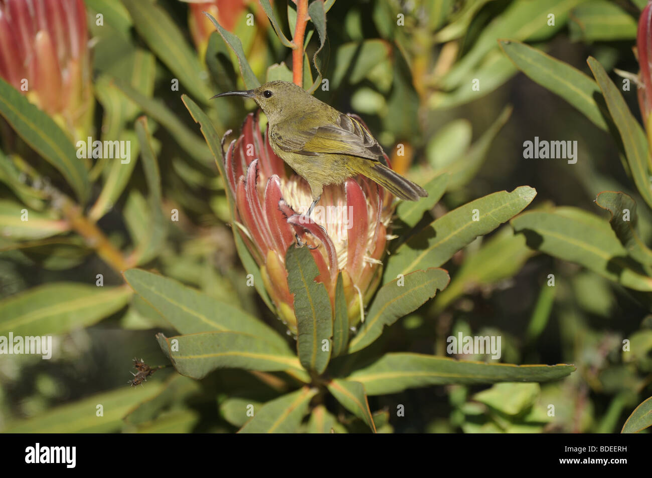 Female Orange Breasted Sunbird feeding in Pink Protea Stock Photo Alamy