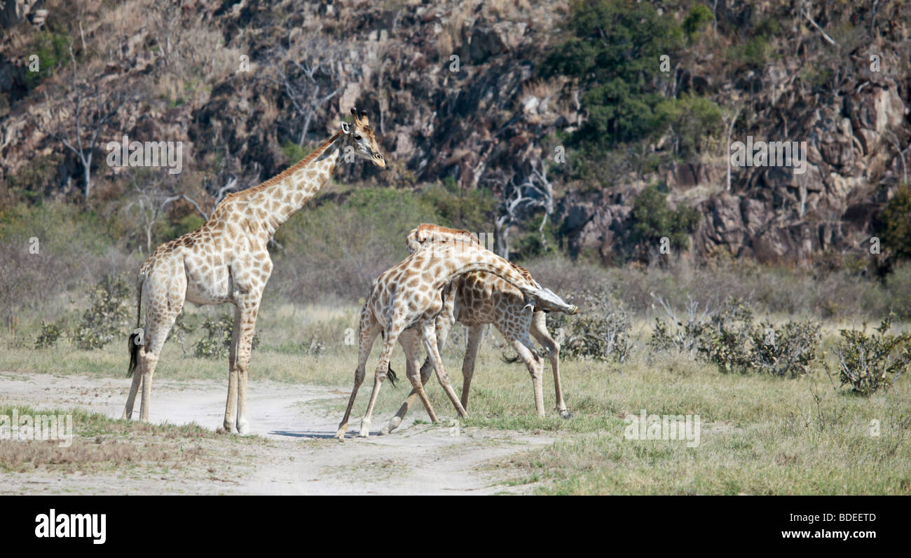 Three male Giraffes of the South African subspecies Giraffa camelopardalis giraffa, two of them necking, Chobe NP, Botswana Stock Photo
