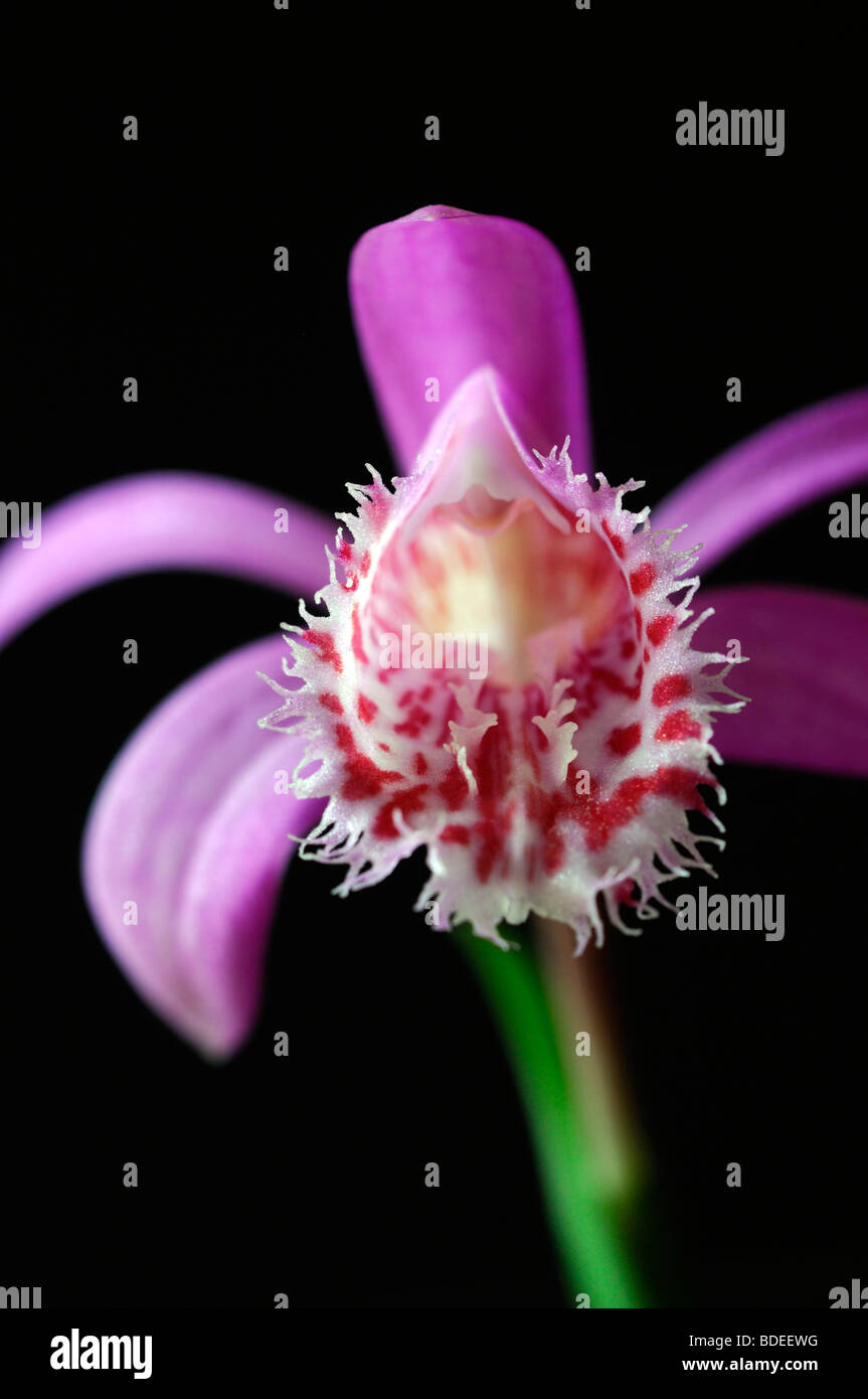 Pleione limprichtii windowsill orchid flower plant pink purple set contrast contrasted against a black dark background Stock Photo