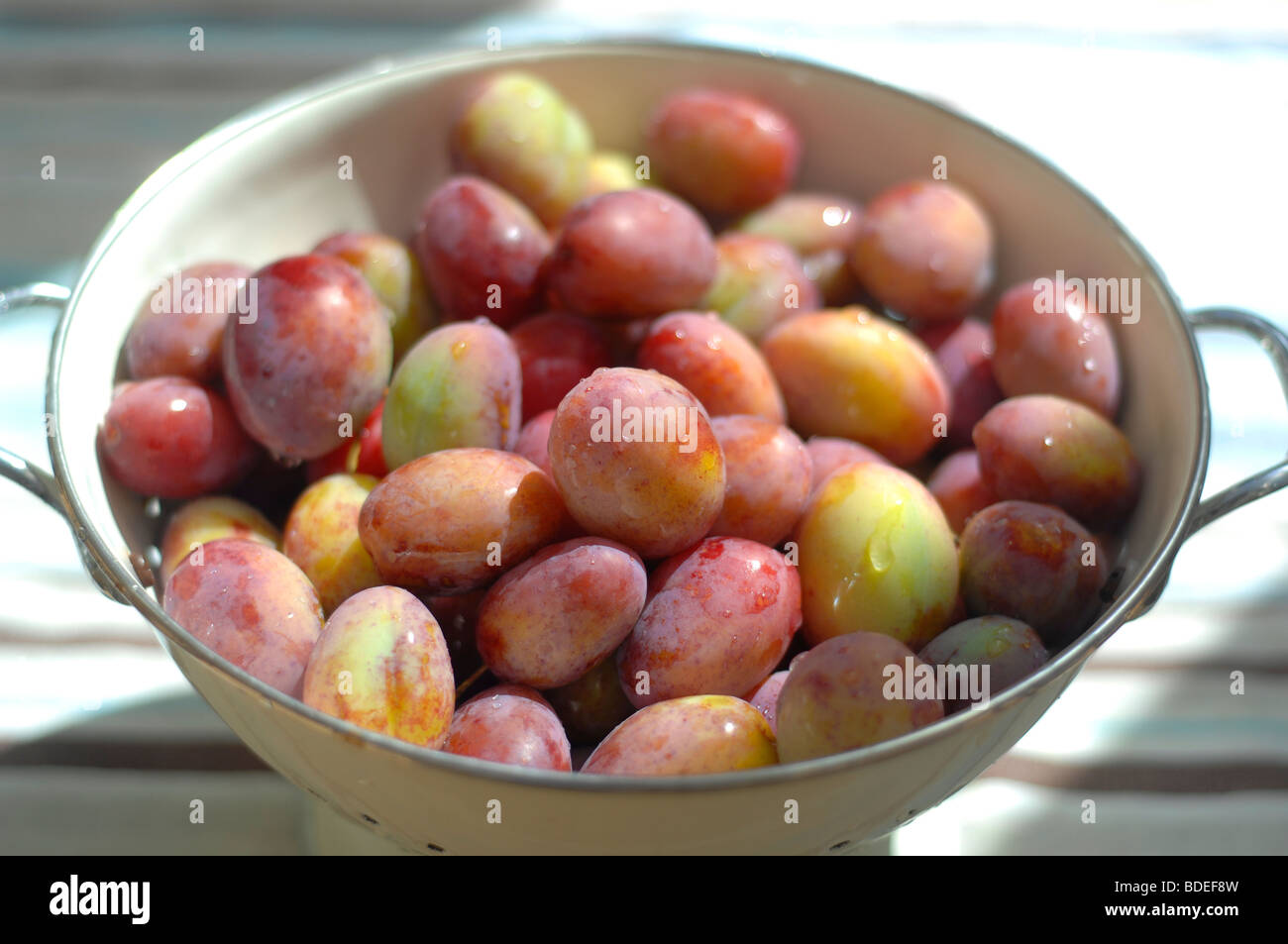 Victoria plums freshly harvested Stock Photo Alamy