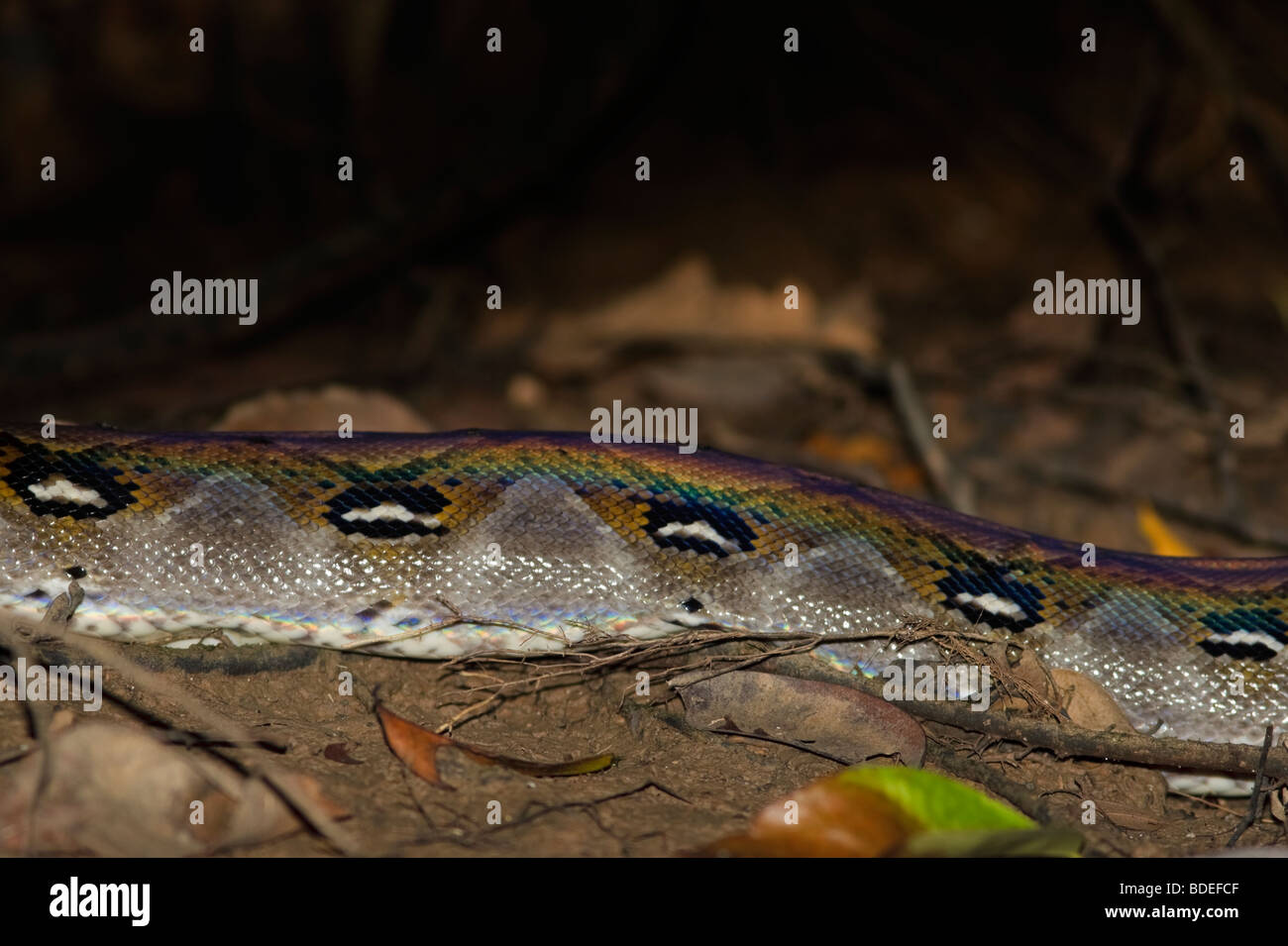 Python (Python reticulatus) at night lurking for prey at the riverbank of Kinabatangan River Borneo Malaysia. Stock Photo