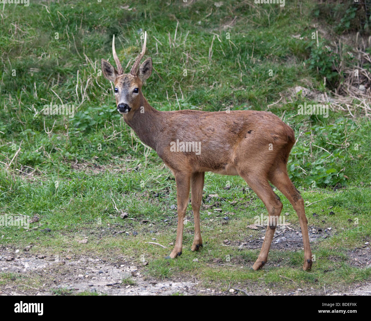 Roe Deer Buck (capreolus capreolus) Stock Photo