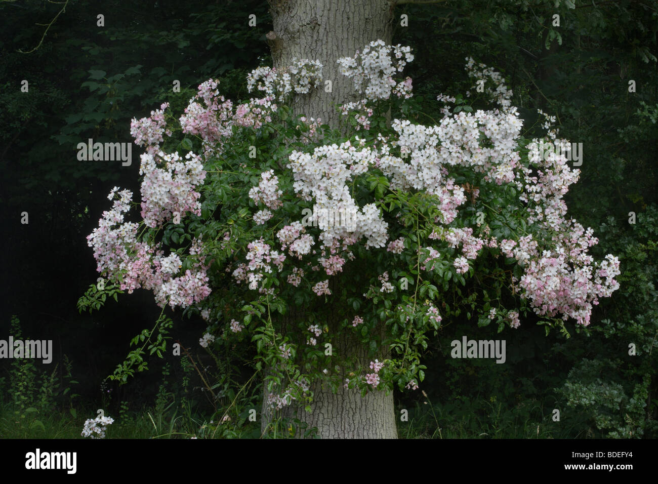 Oak tree flower hires stock photography and images Alamy