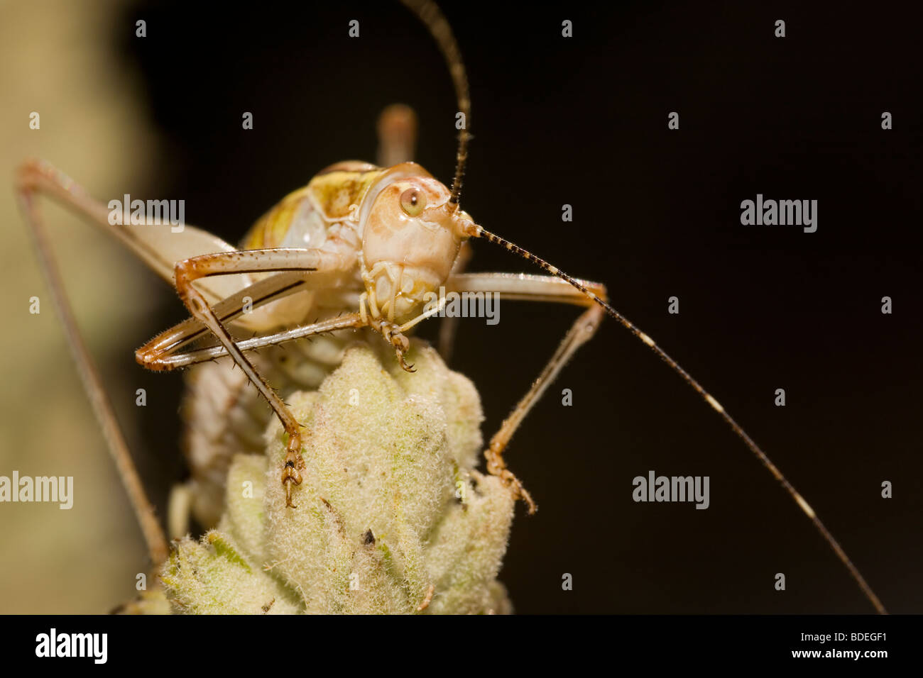 Bush Cricket cleaning a foot with its mouthparts Stock Photo