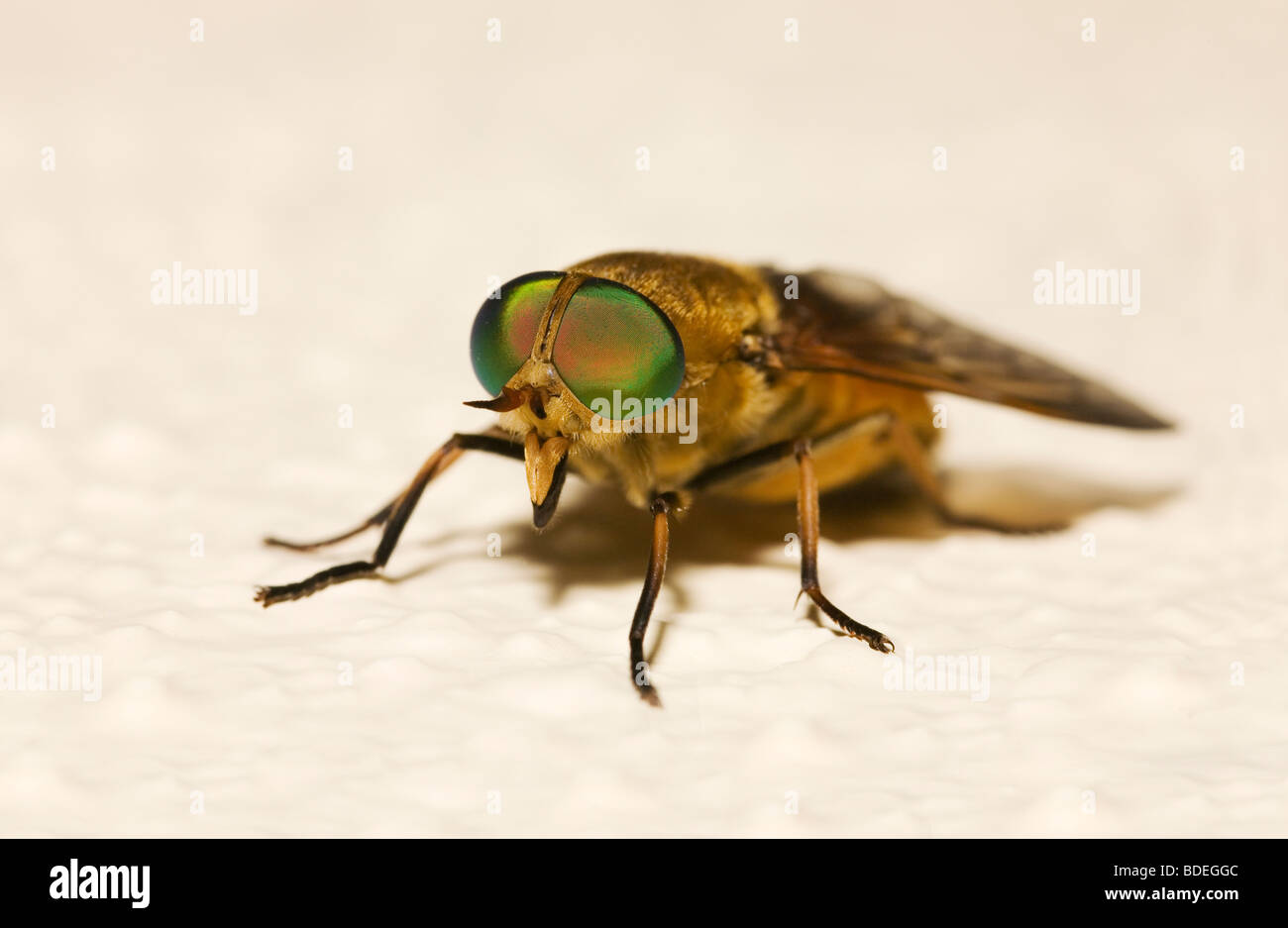 Animal Eyes Bright Stock Photos & Animal Eyes Bright Stock Images Alamy