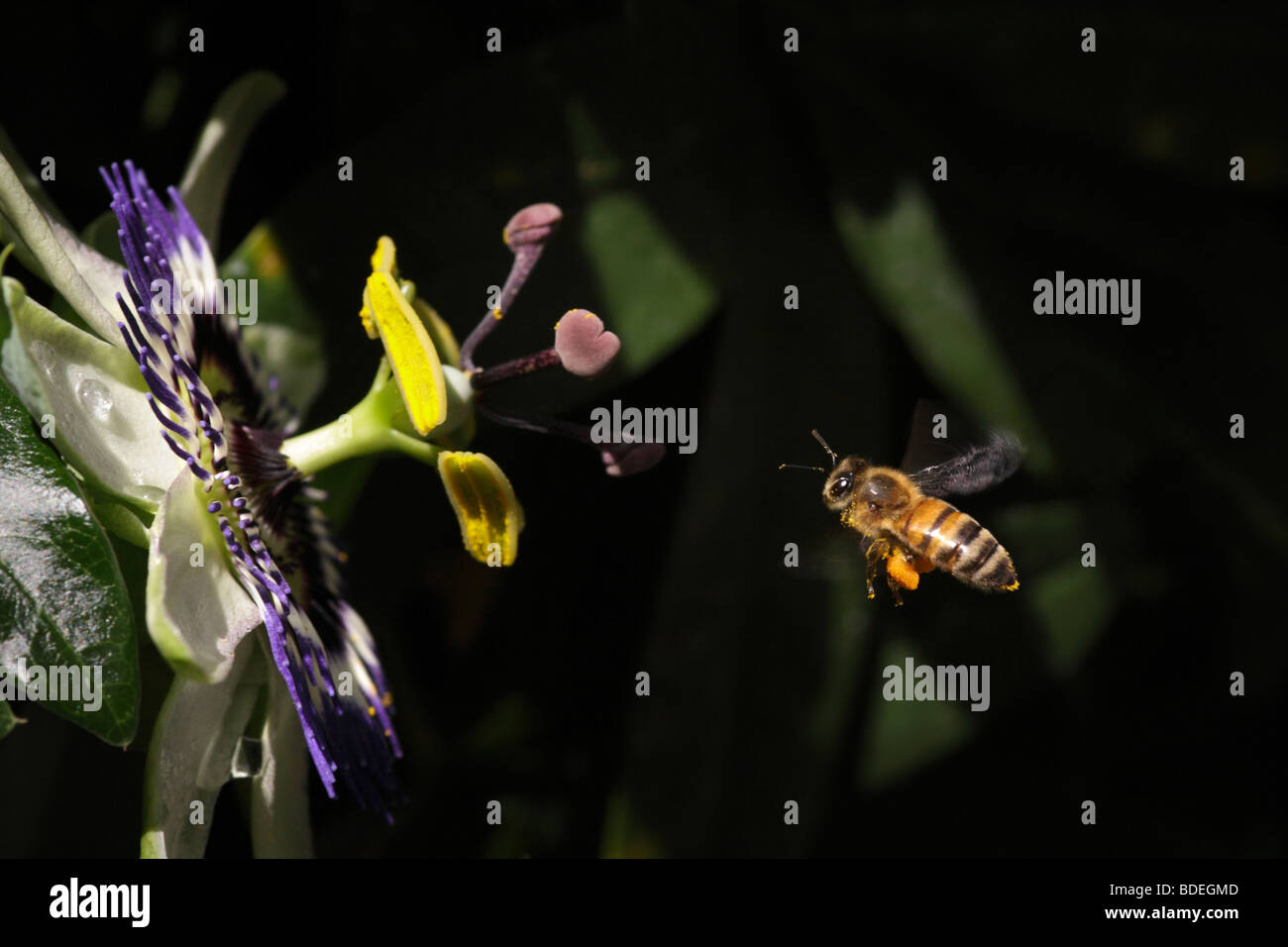 Honey Bee flying towards Passion Flower Stock Photo