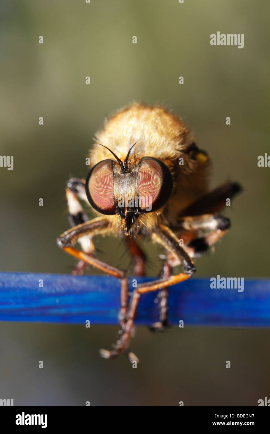 Robber or Assassin Fly on washing line Stock Photo
