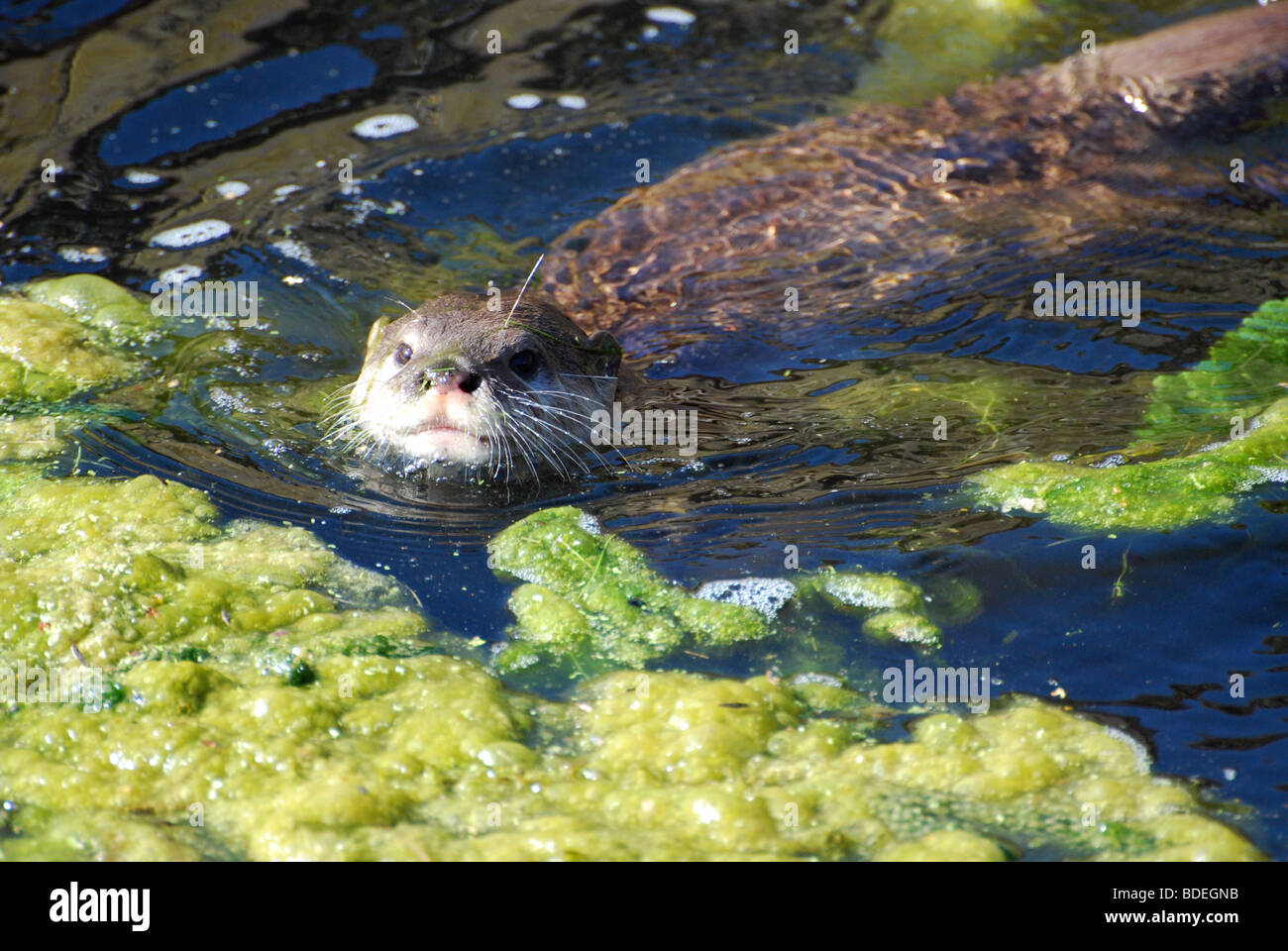Small-clawed otter swimming Stock Photo