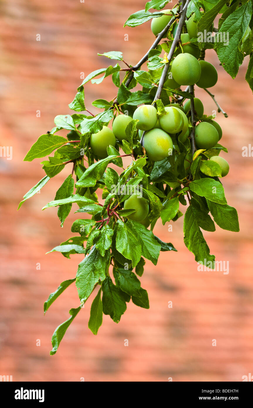 Ripening green plums on branch - sud-Touraine, France. Stock Photo