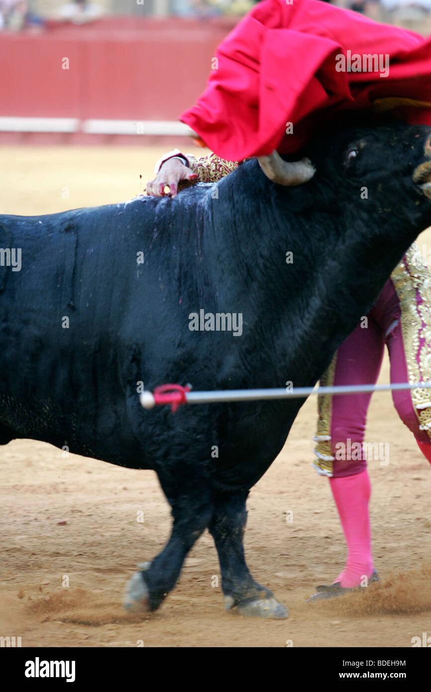 Bull Fight Down High Resolution Stock Photography and Images - Alamy