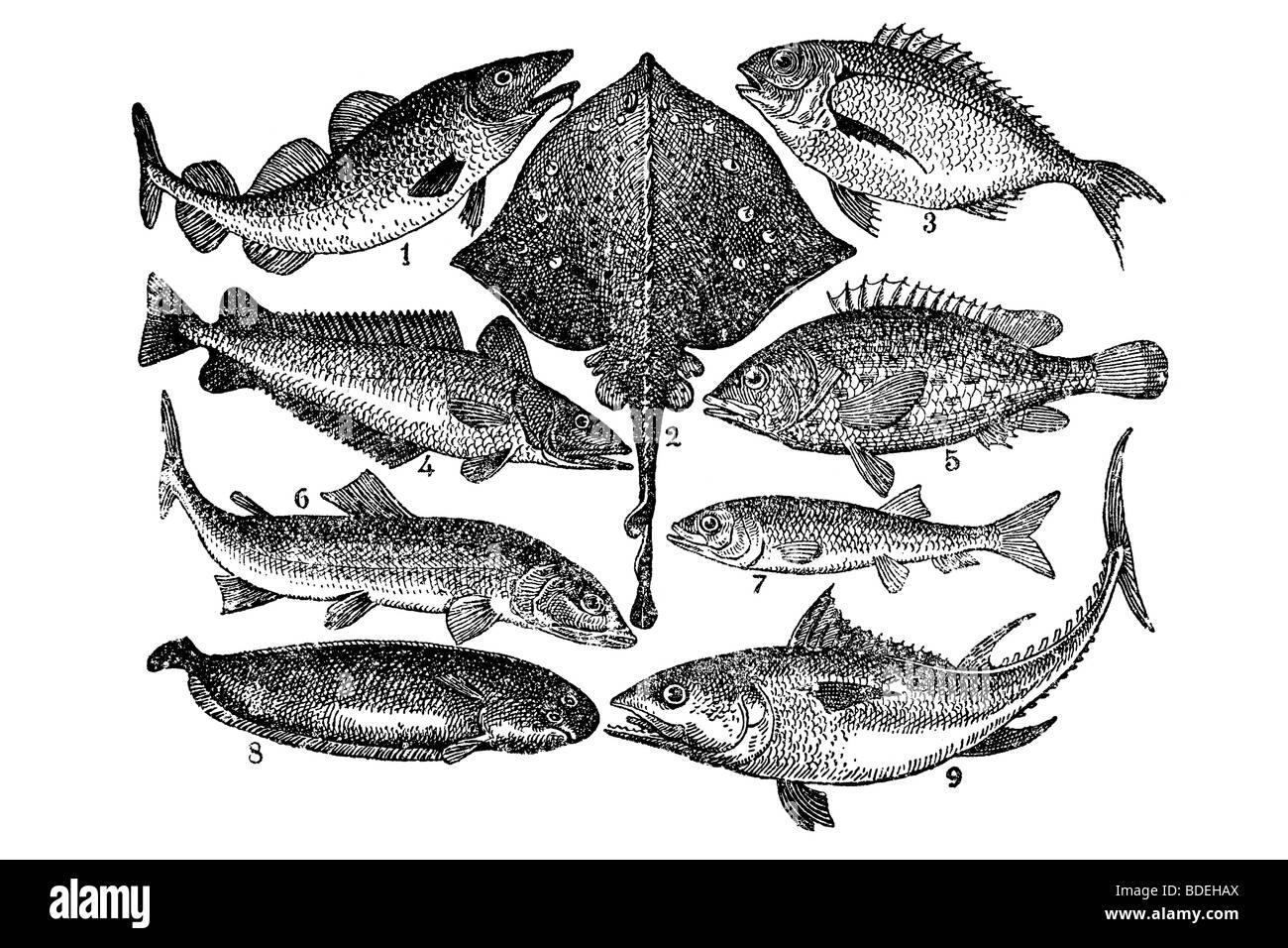 Fish. Antique illustration. 1900 Stock Photo