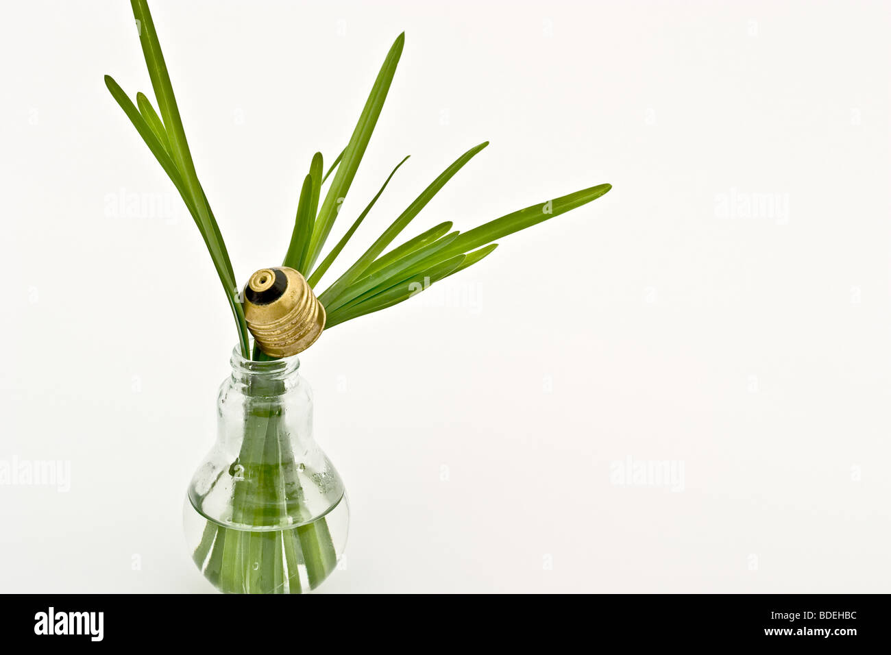 Fake light bulb filled with water and grass Stock Photo Alamy