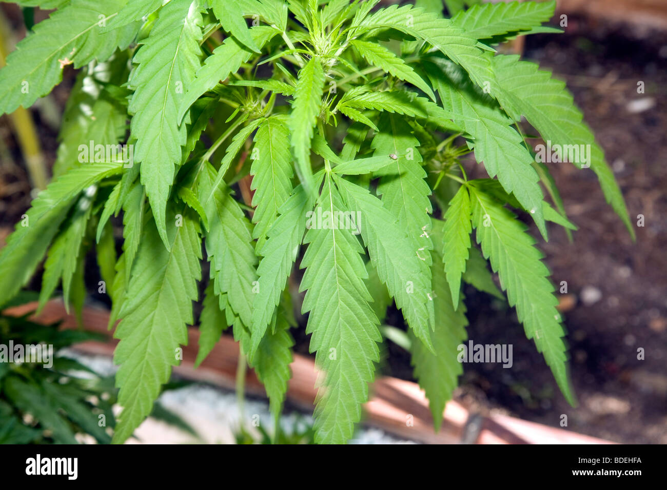 Illegal plantation of cannabis, Seville, Spain Stock Photo