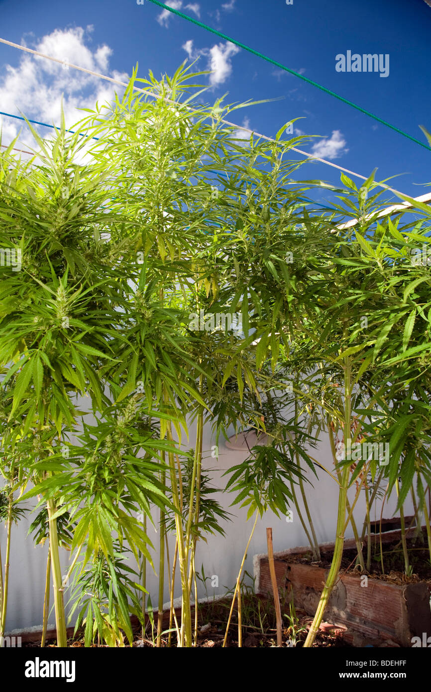 Illegal plantation of cannabis, Seville, Spain Stock Photo