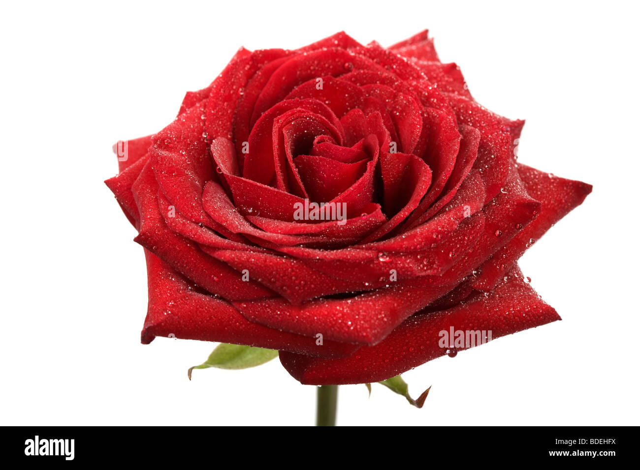White rose rosa dew drops hi-res stock photography and images - Alamy