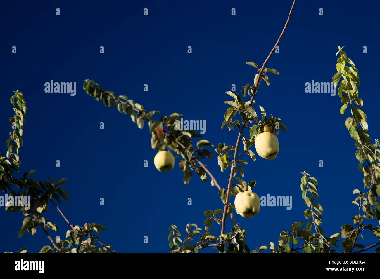 Quince tree, Seville, Spain Stock Photo Alamy