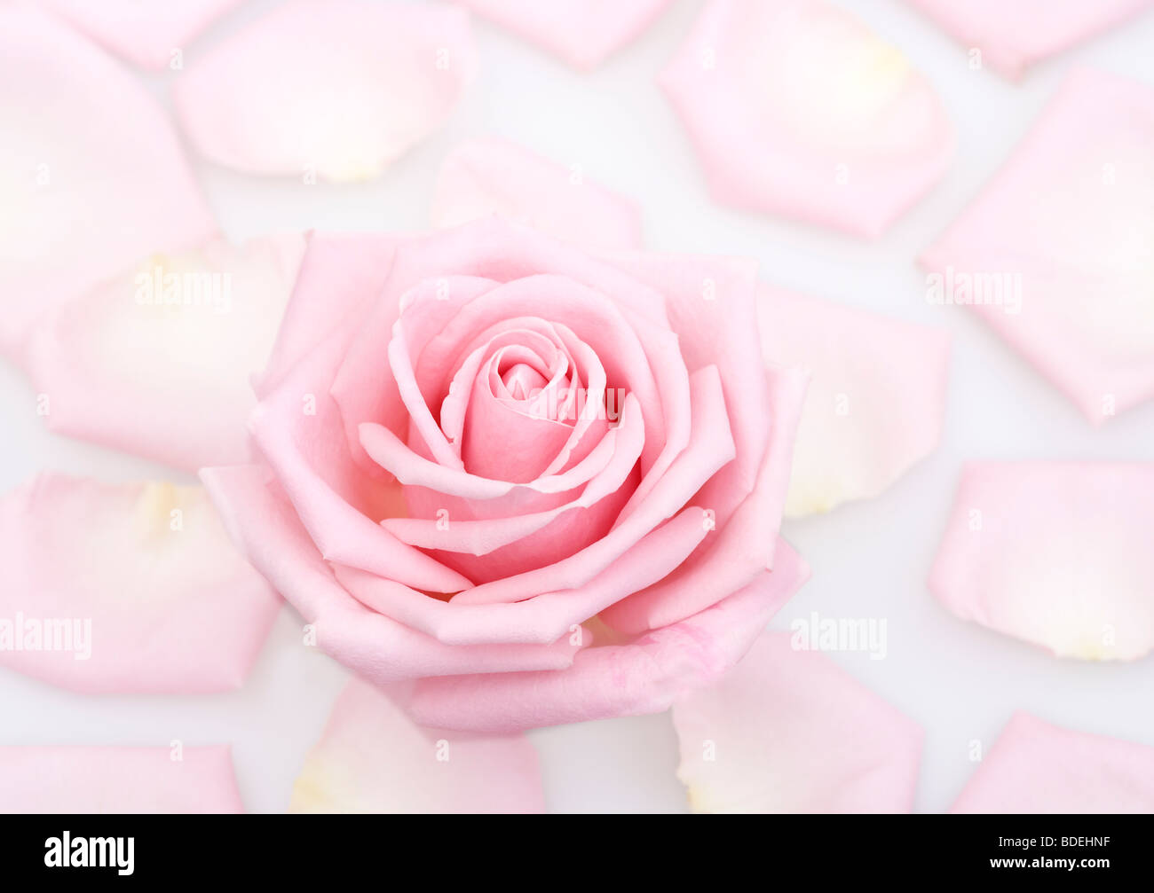 Pink Rose Flower and Petals isolated on white background Stock Photo ...