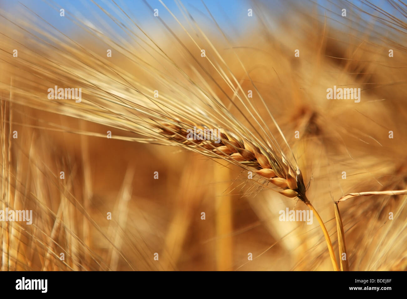 Wheat husk hires stock photography and images Alamy