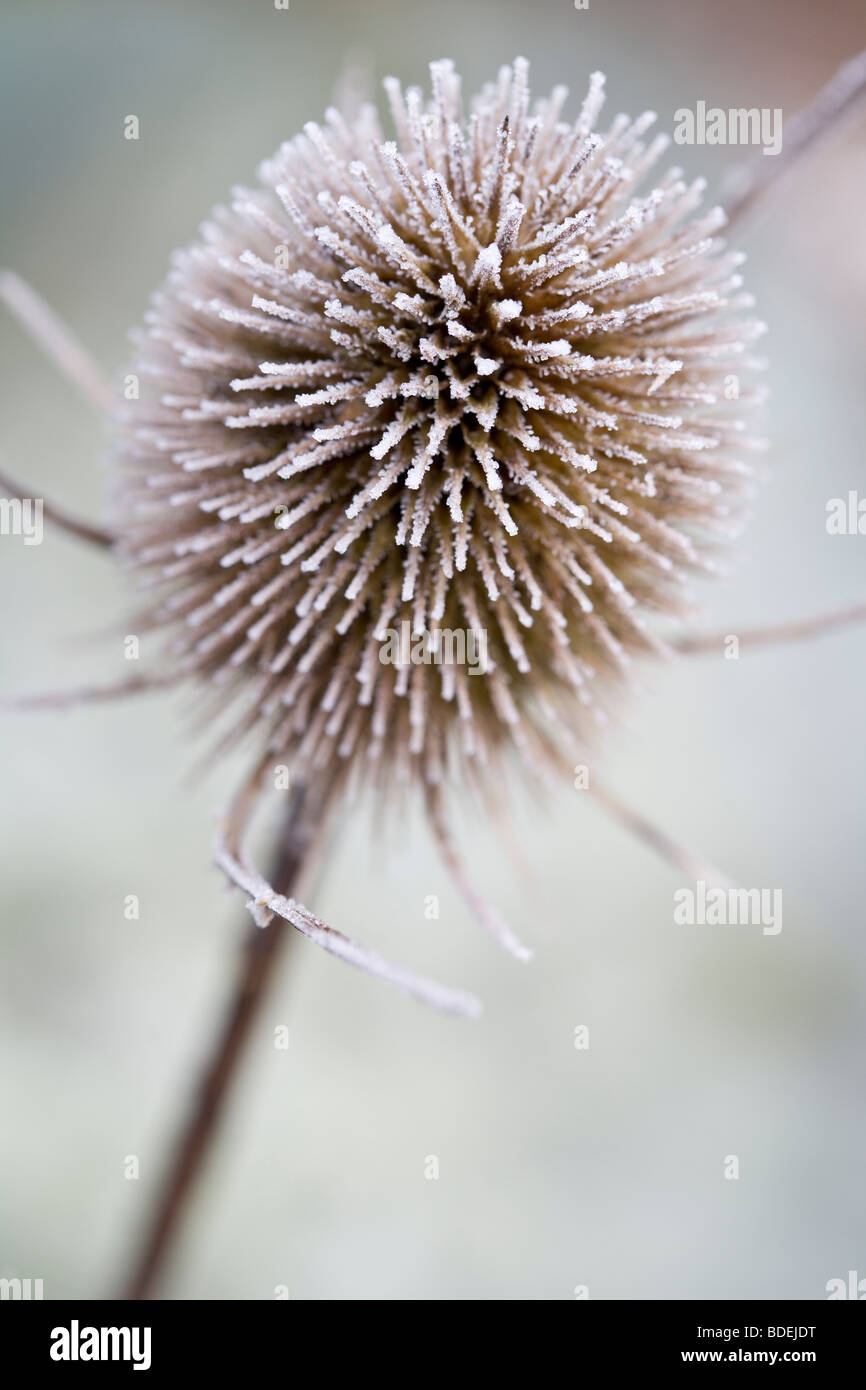 Dipsacus fullonum - Teasel Seedhead covered in Frost Stock Photo