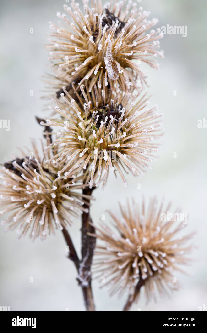 Arctium lappa Stock Photo - Alamy