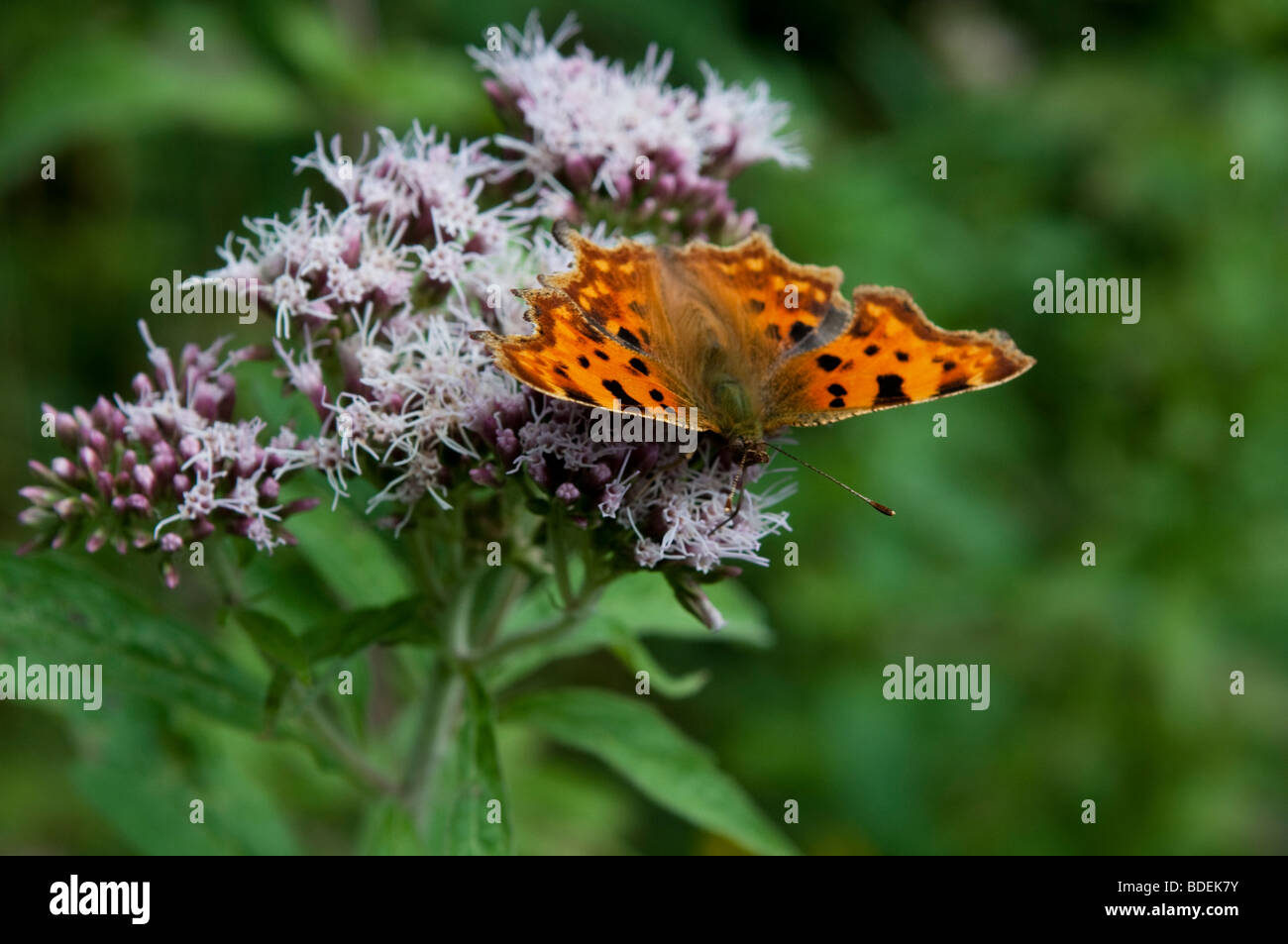 Comma butterfly, Polygonia c-album, West Sussex, England, UK Stock Photo
