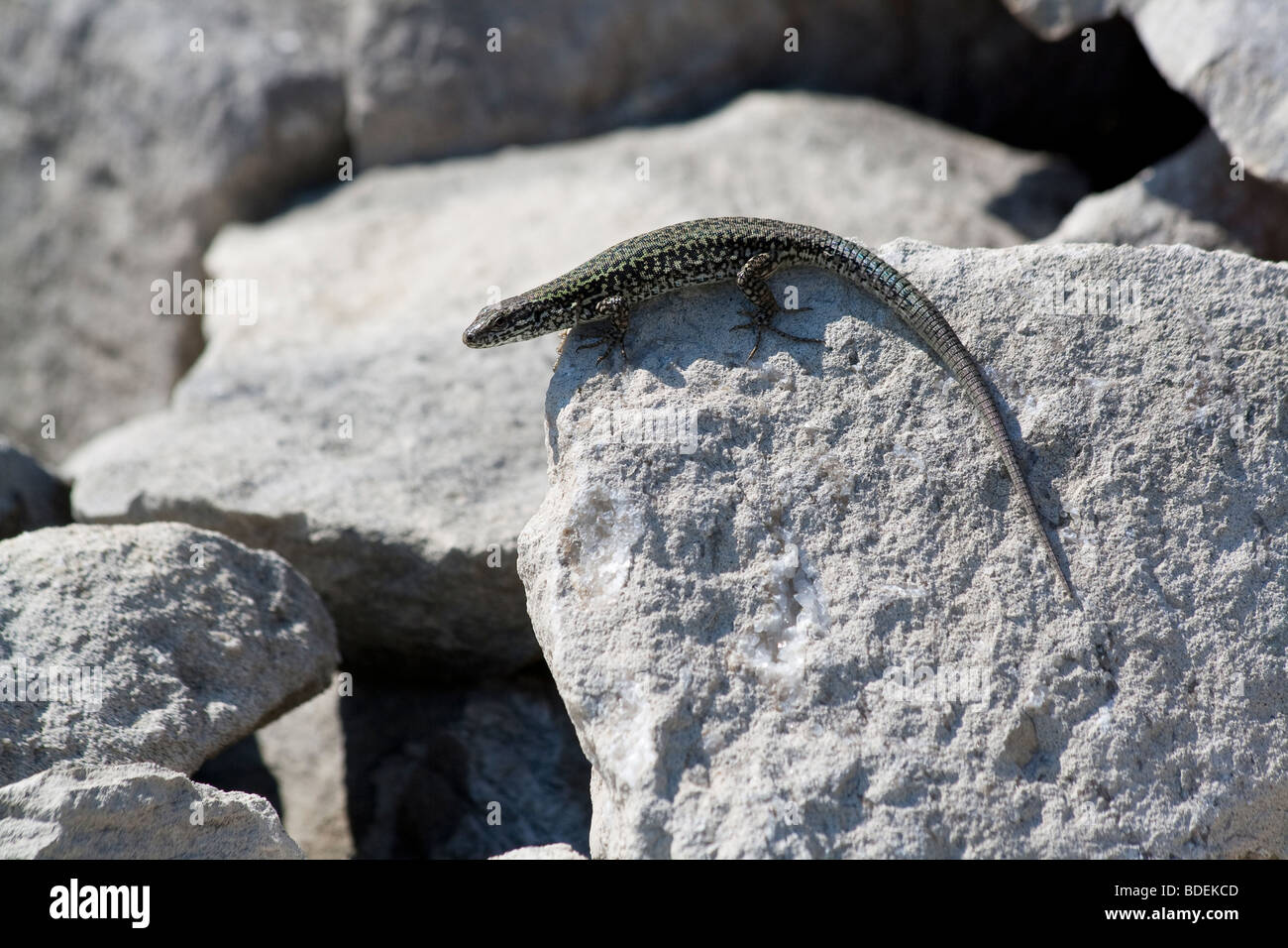 Wall lizard (Podarcis muralis) sunbathing on rocks, Dorset, UK. Stock Photo