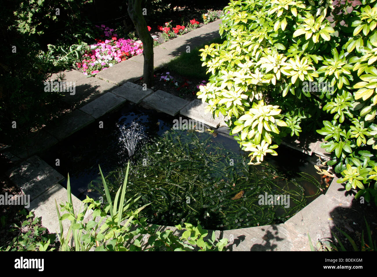 A suburban garden pond a wildlife habitat for newts and frogs Stock Photo Alamy