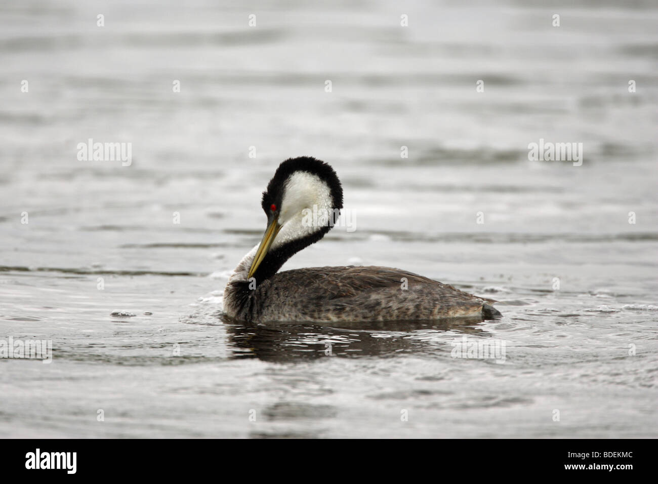 Western Grebe Aechmophorus occidentalis preening its feathers swimming in a river in Yellowstone USA Stock Photo
