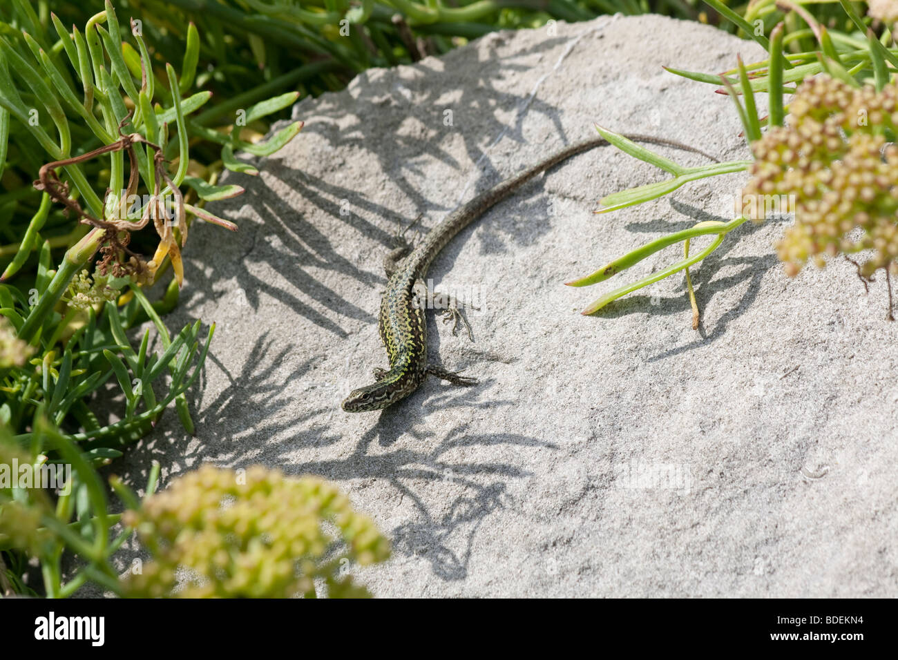 Wall lizard (Podarcis muralis) sunbathing on rocks. Dorset, UK. Stock Photo