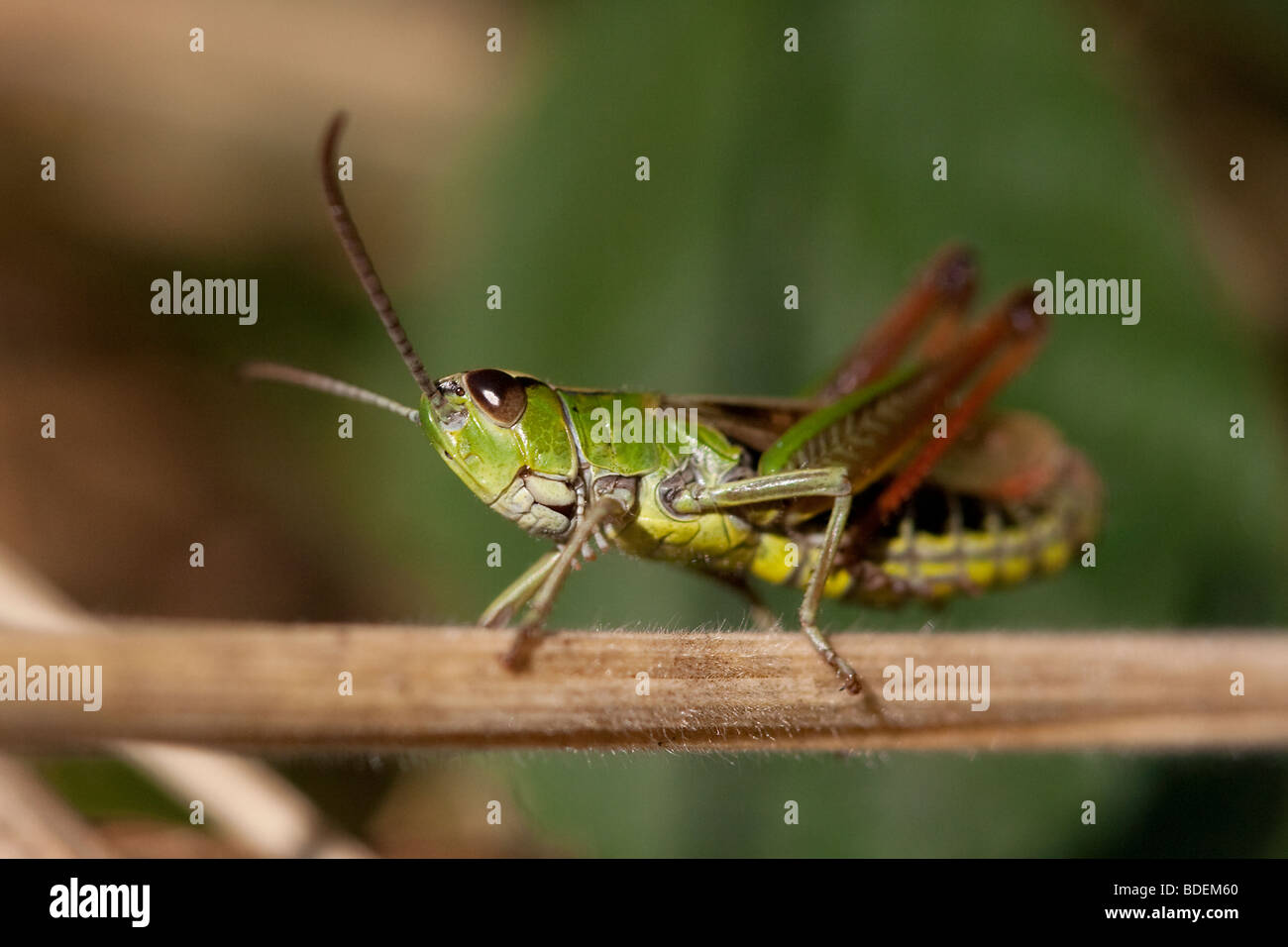 Common green grasshopper Stock Photo