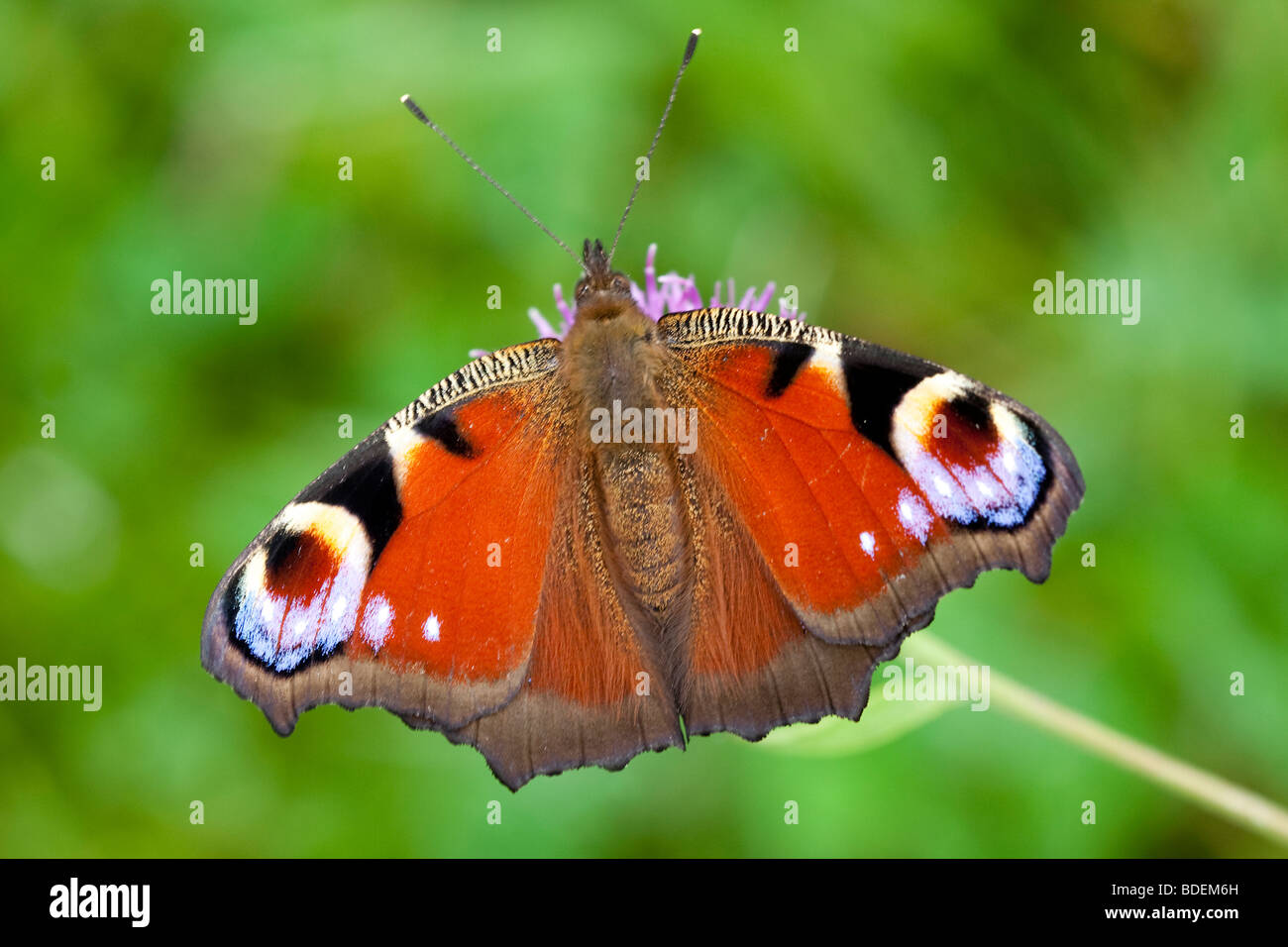 Peacock butterfly at rest Stock Photo - Alamy
