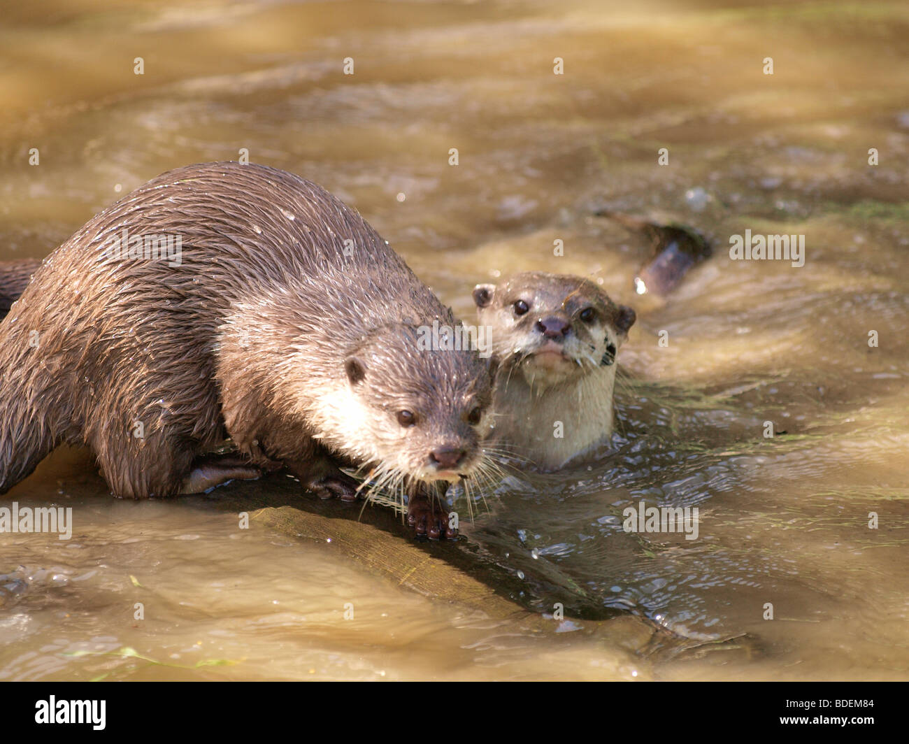 Asian short clawed otters. Stock Photo