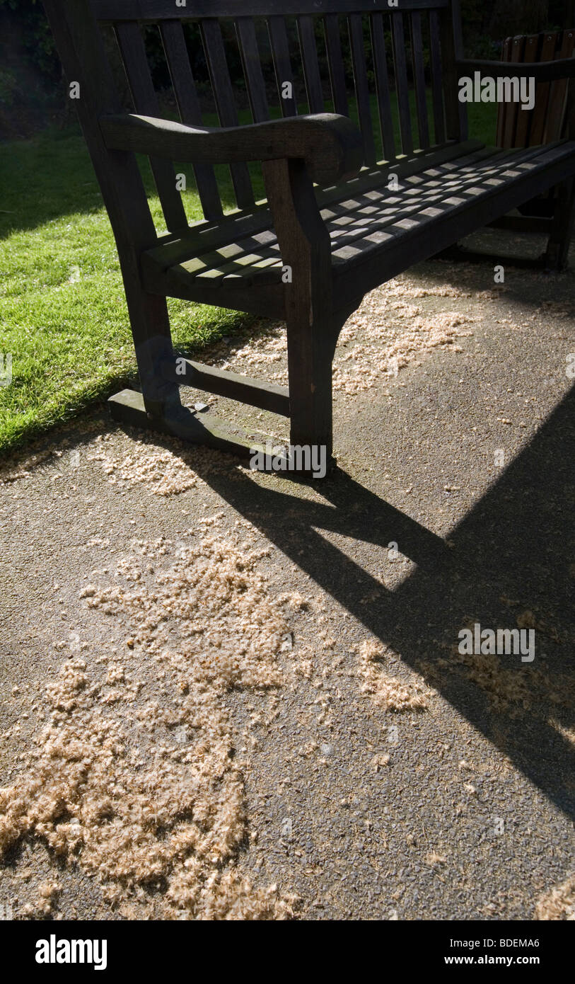Pollen and park bench, London, England, UK, Europe Stock Photo