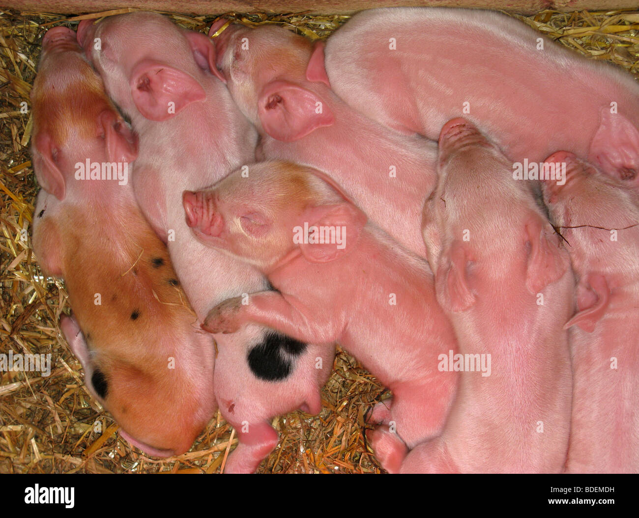 Middle White piglets Stock Photo