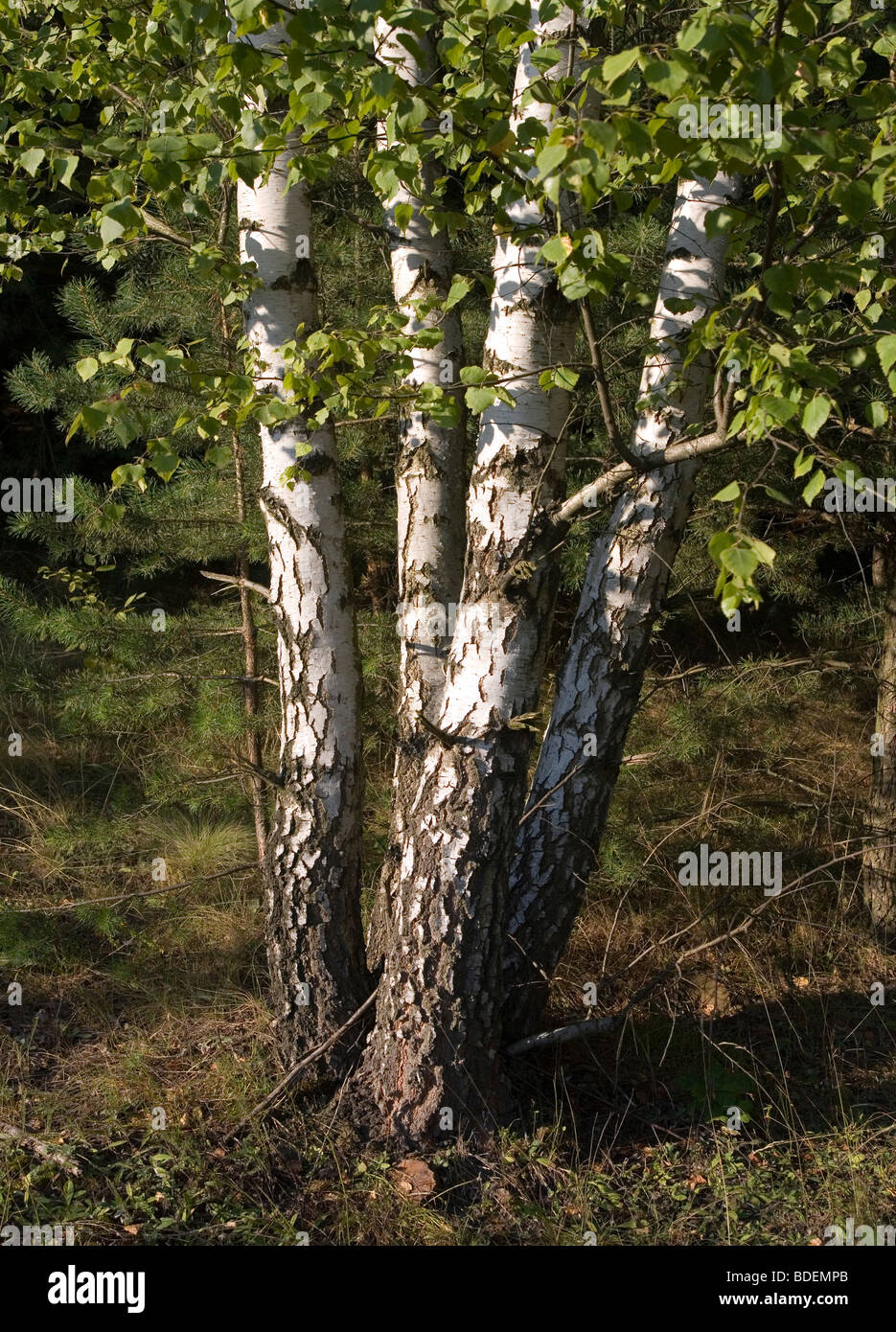 Birch tree pattern hi-res stock photography and images - Alamy