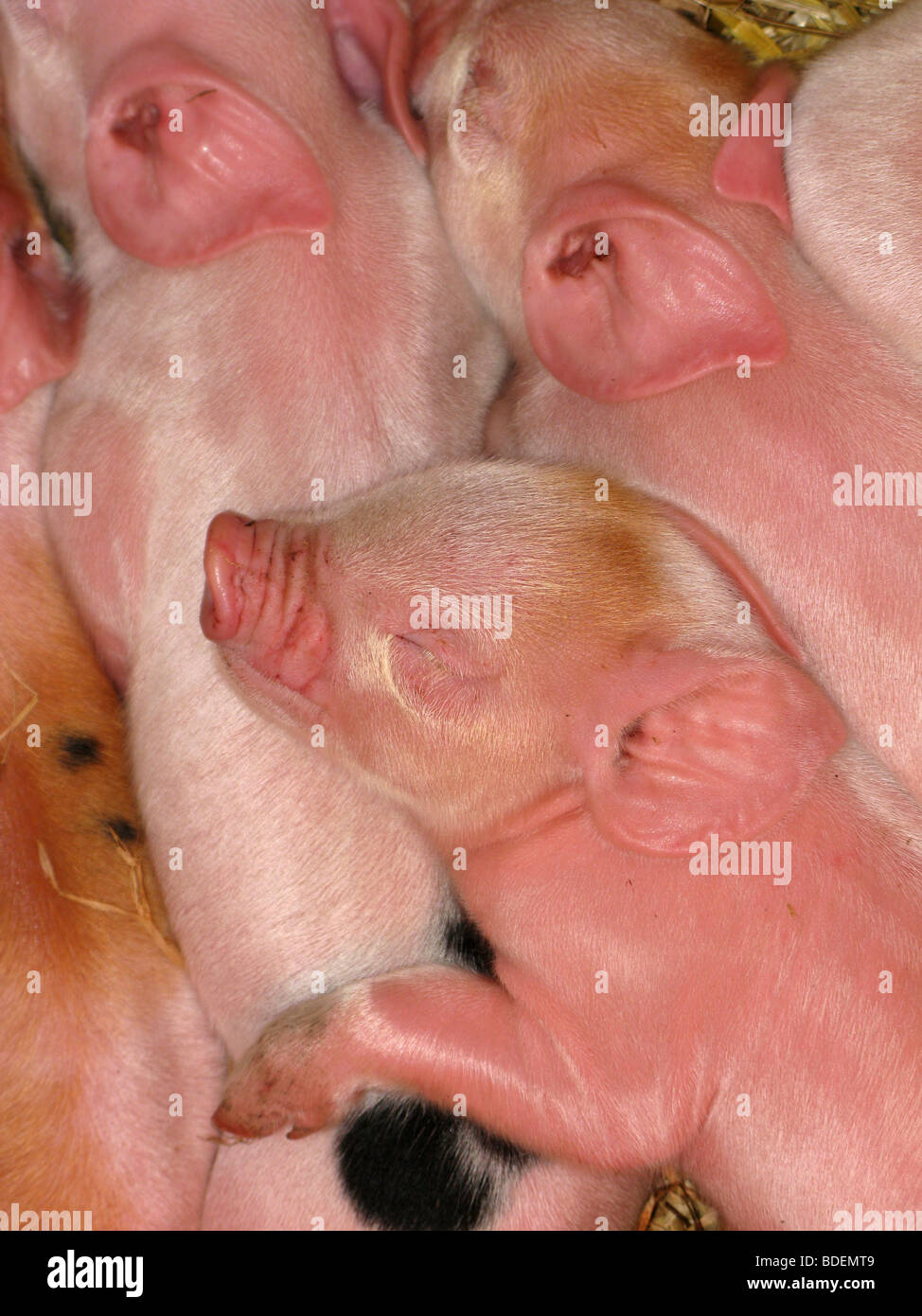 Middle White piglets Stock Photo
