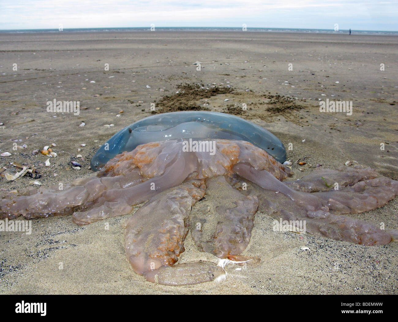 "Barrel Jellyfish" washed up on a beach Stock Photo Alamy