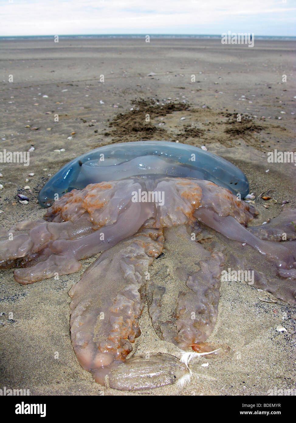 'Barrel Jellyfish' washed up on a beach Stock Photo