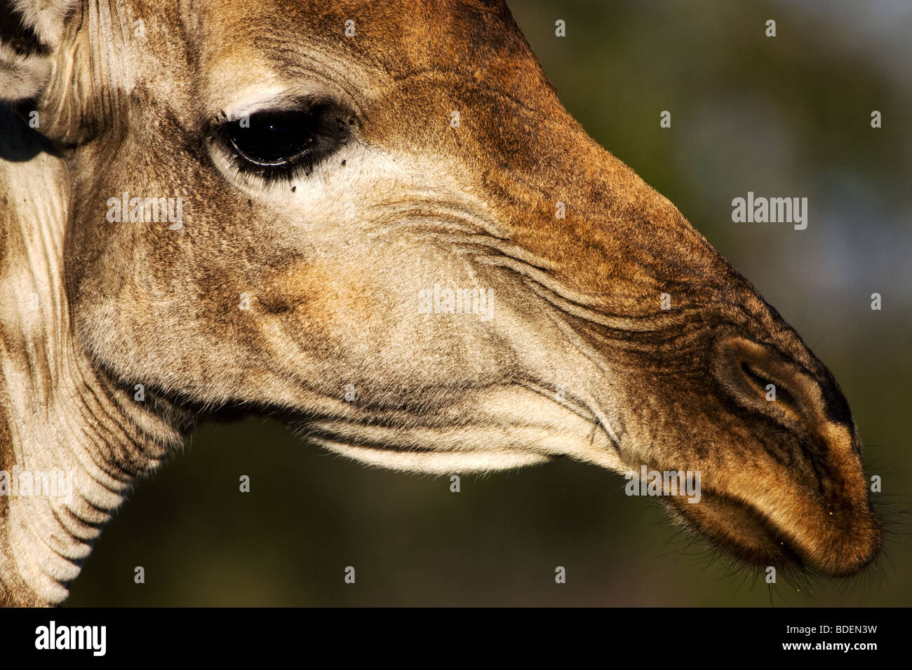 Giraffe close-up, Kruger Park, South Africa. Stock Photo