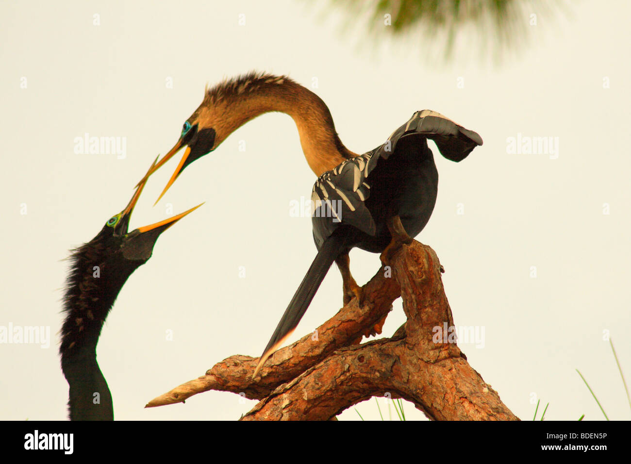 an adult and young anhinga at the venice heronry in venice florida usa Stock Photo