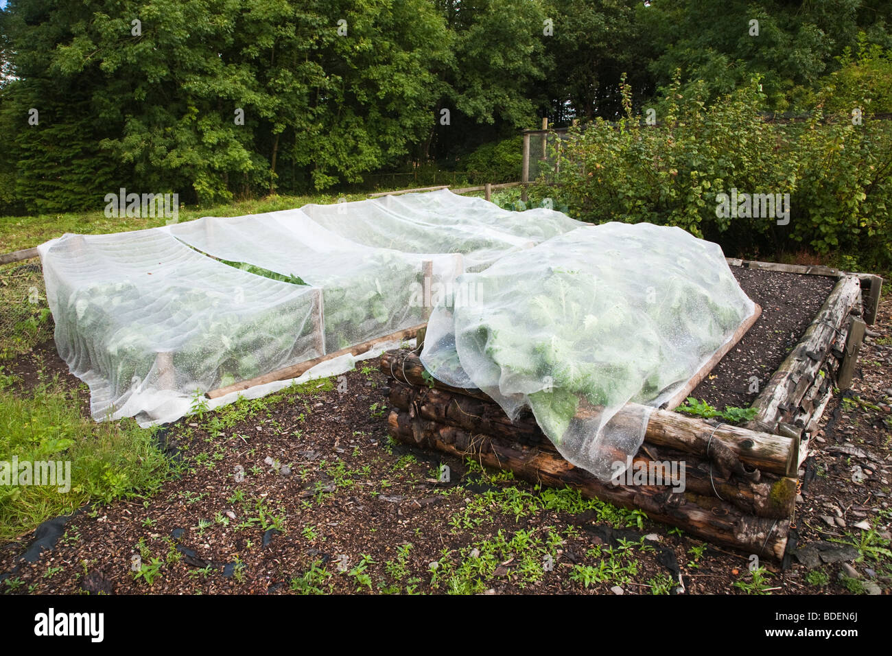 Cabbages growing on raised beds covered with protective mesh sheeting