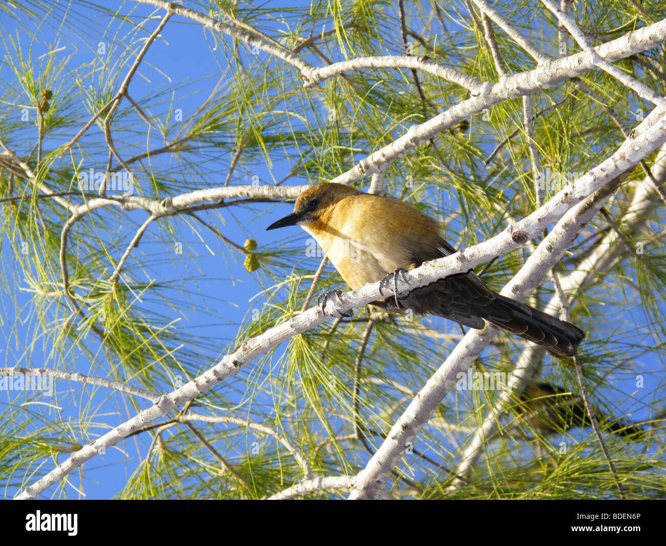 a bird in a tree in Florida USA Stock Photo