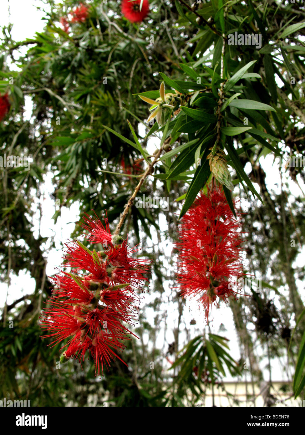 Bottlebrush Tree in Florida USA Stock Photo Alamy