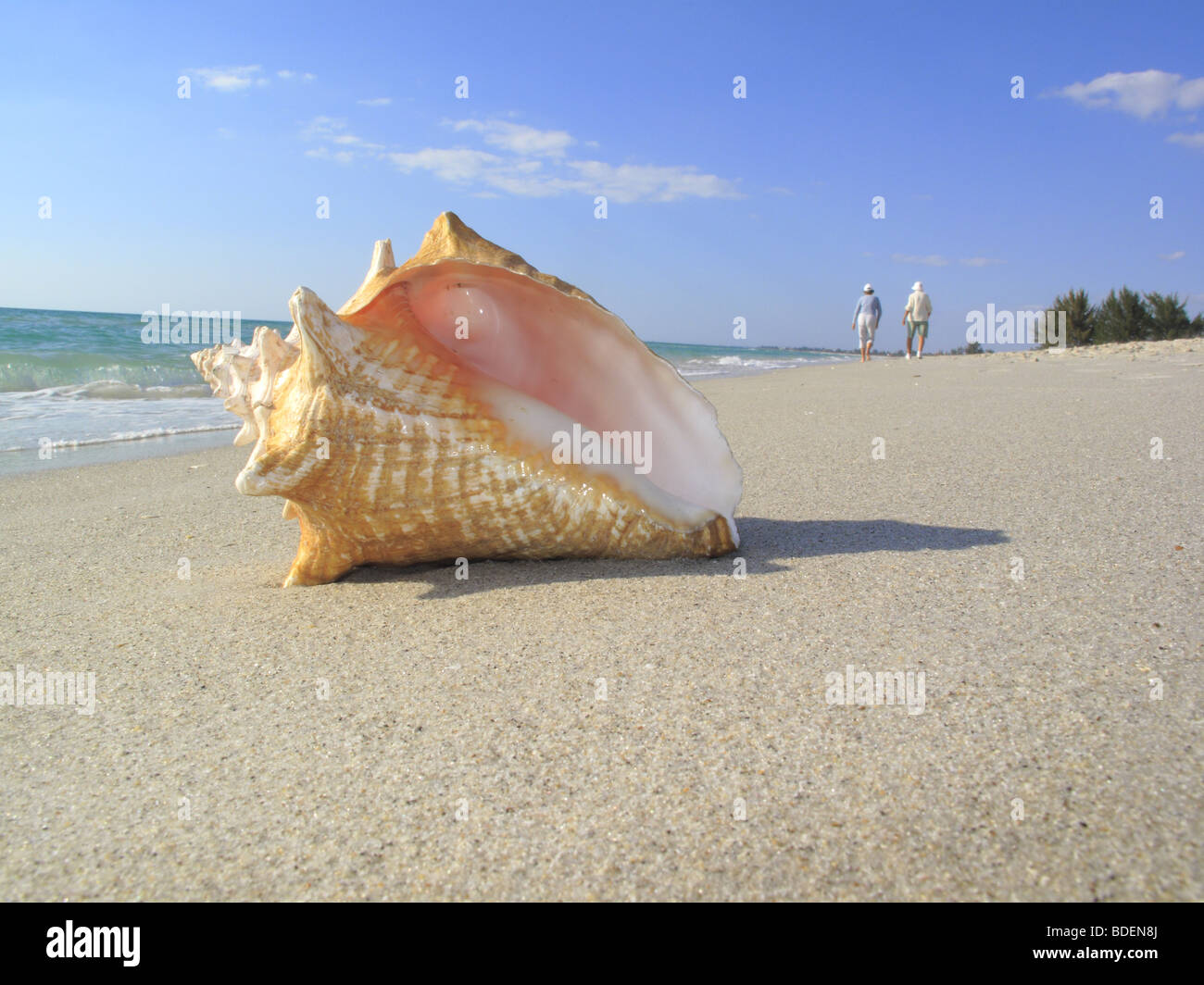 conch shell on beach in Florida USA Stock Photo