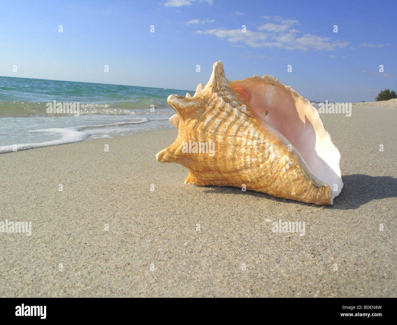 Queen conch shell on a beach, generic Stock Photo
