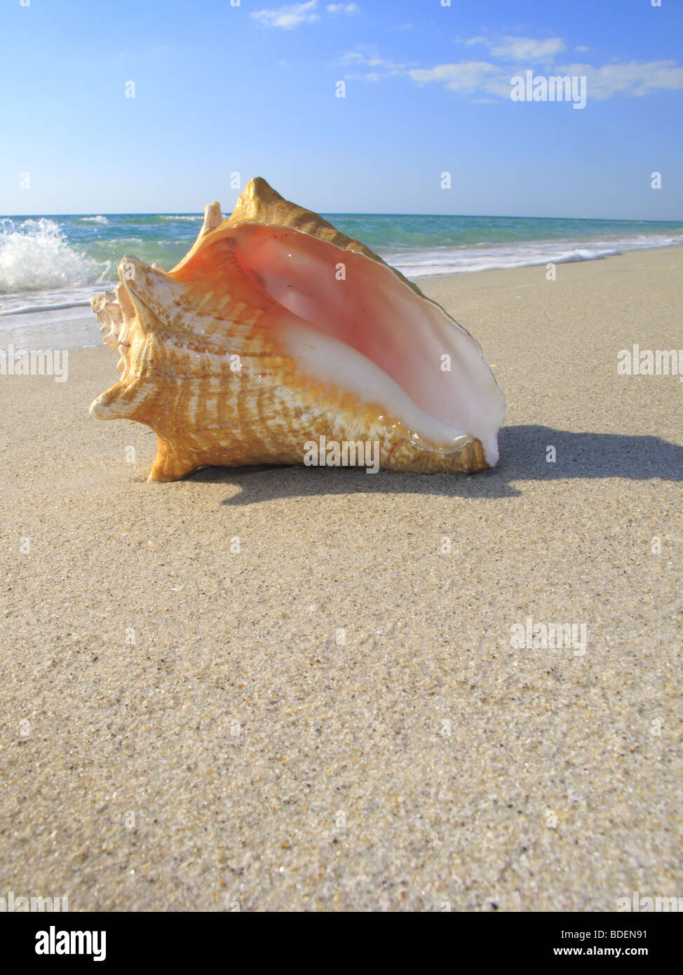 Queen conch shell on a beach Stock Photo