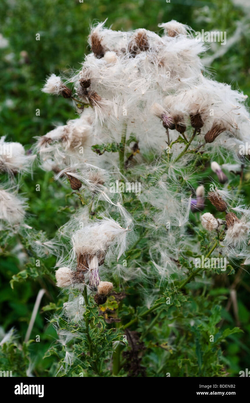 Wild vegetation, West Sussex, UK Stock Photo