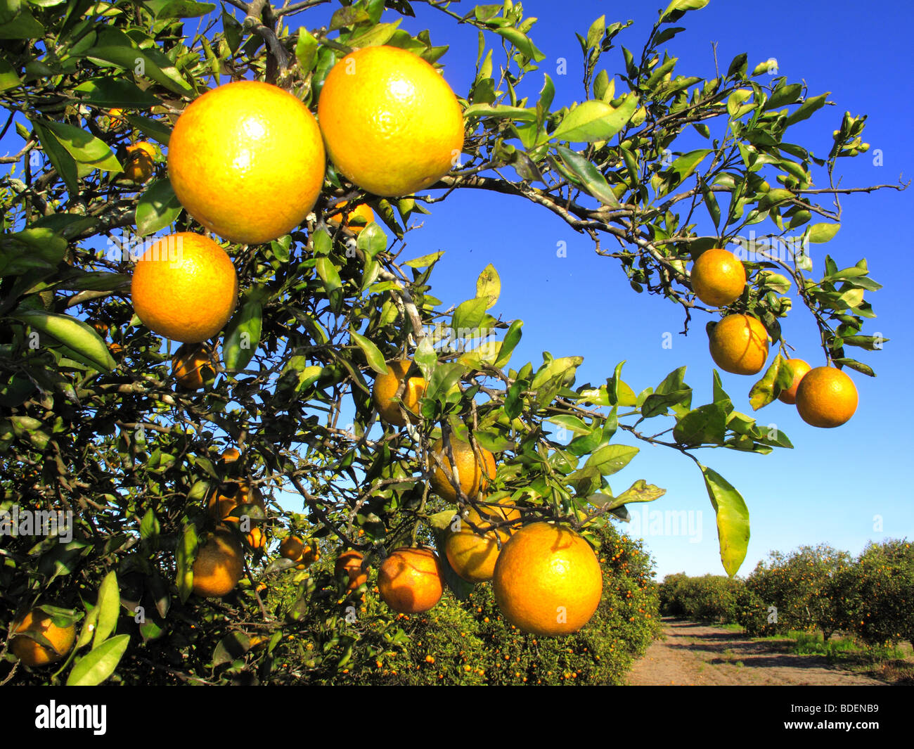 florida usa oranges Stock Photo
