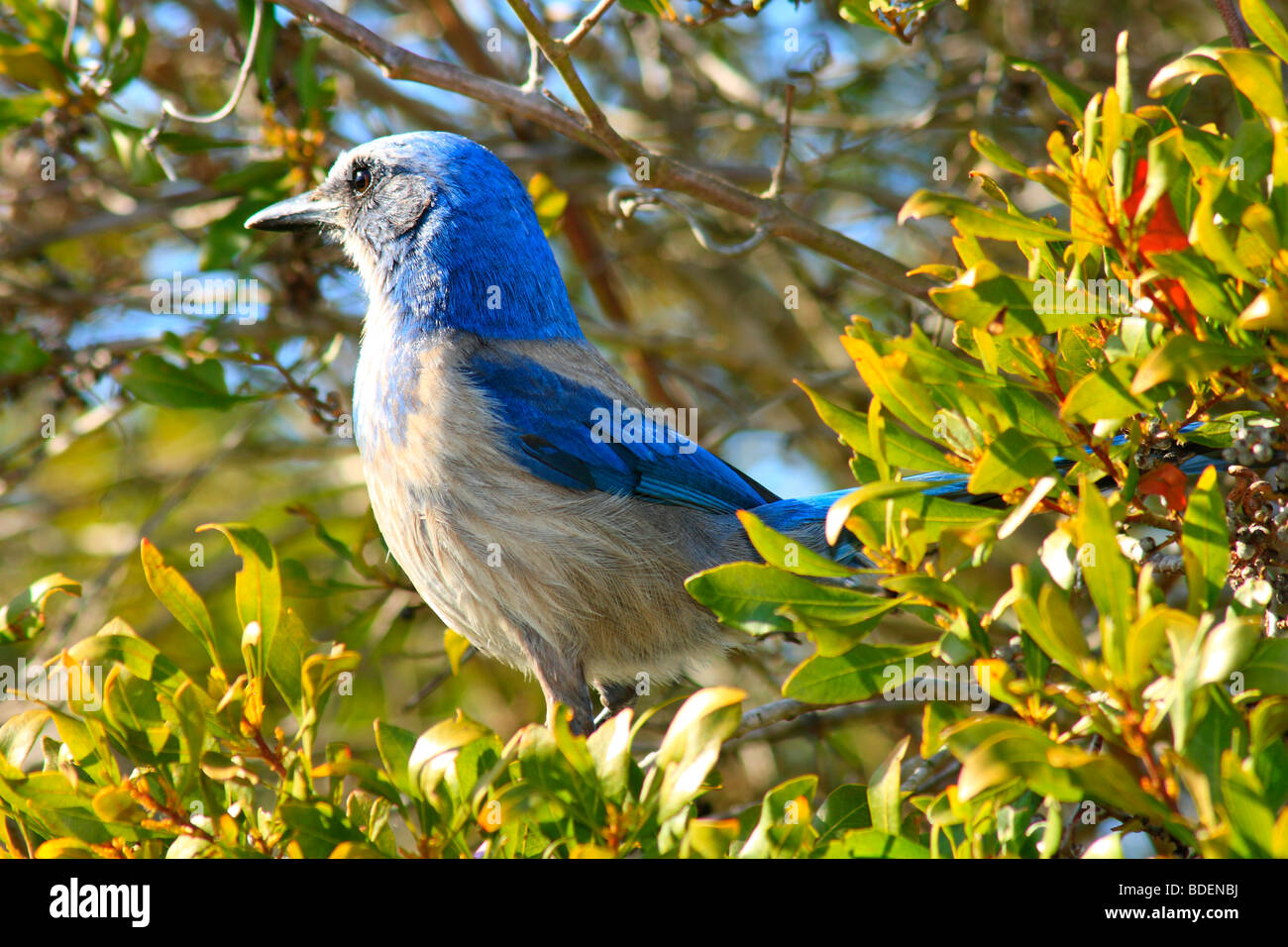 An endangered bird species called the Florida Scrub Jay Stock Photo Alamy