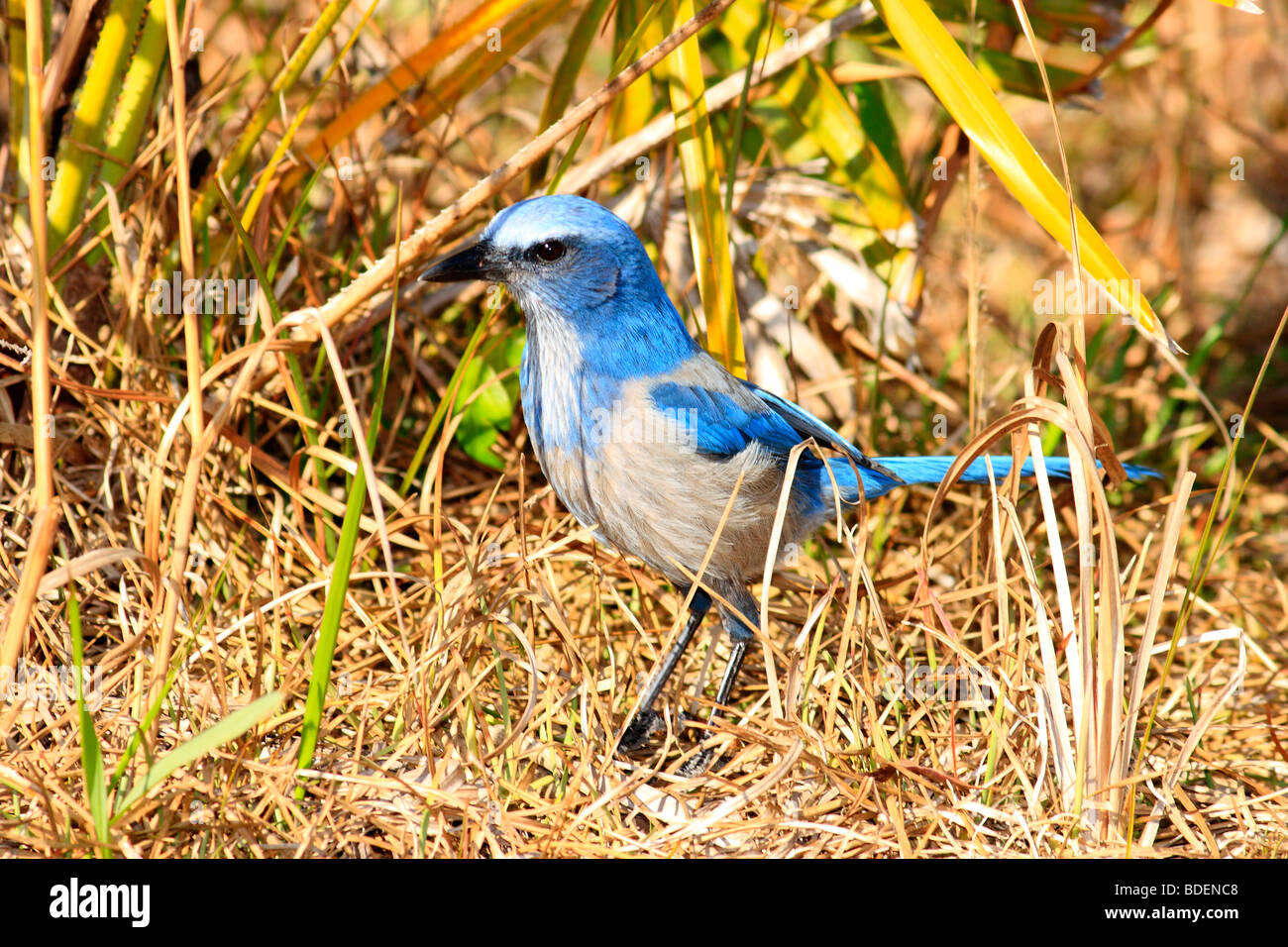 An endangered bird species called the Florida Scrub Jay Stock Photo